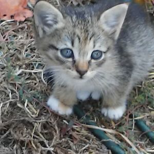 Meet your Posher, Sammy